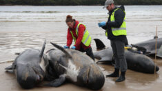 Mueren más de 30 ballenas piloto tras quedar varadas en el sur de Australia