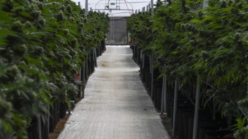 Plantas de marihuana crecen en un invernadero de la empresa Fotmer Life Sciences en Nueva Helvecia, 120 km al oeste de Montevideo, Uruguay, el 17 de abril de 2019. (Pablo Porciuncula Brune/AFP via Getty Images)