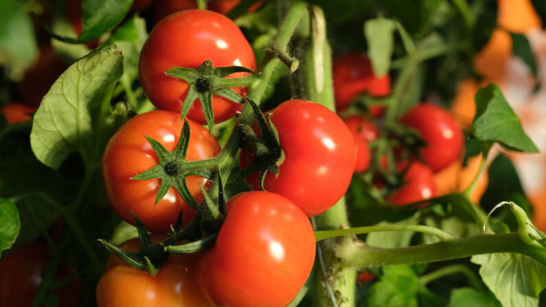 Tomates crecen en una vid en una fotografía de archivo. (Sean Gallup/Getty Images)
