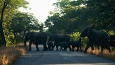 Revelan el misterio de muertes súbitas de elefantes africanos