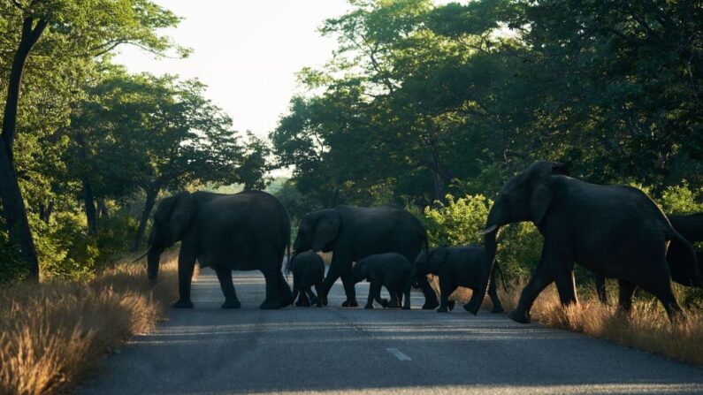 Elefantes cruzan una carretera a primera hora de la mañana, a las afueras del Parque Nacional de Hwange, en Hwange, Zimbabue, el 26 de mayo de 2022.(ZINYANGE AUNTONY/AFP vía Getty Images)