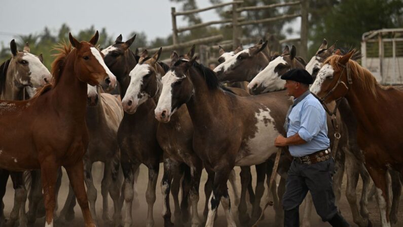 Un gaucho prepara sus caballos durante la 83ª Fiesta de la Tradición en San Antonio de Areco, Argentina, el 12 de noviembre de 2022. (Luis Robayo/AFP vía Getty Images)