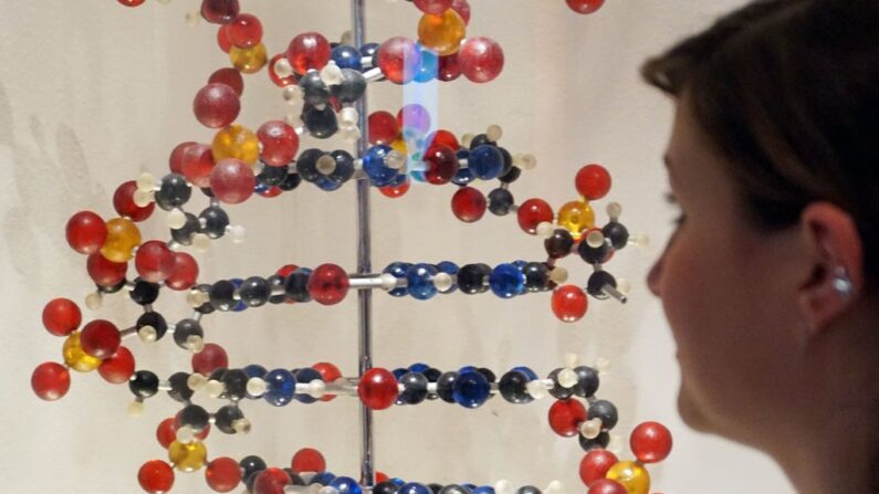 Una mujer observa un modelo genético durante un avance de prensa de la exposición "The Great Book of Life from Mendel to Genomics" en el Palazzo delle Esposizioni de Roma el 9 de febrero de 2017. (Tiziana Fabi/AFP vía Getty Images)