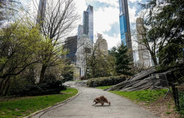 Un mapache camina en un casi desértico Central Park en Manhattan en Nueva York el 16 de abril del 2020. (JOHANNES EISELE/AFP vía Getty Images)