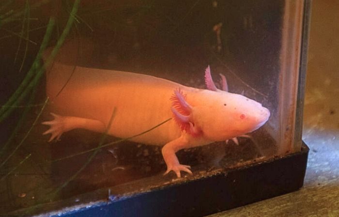 Un Ajolote (Ambystoma mexicanum), una especie de anfibio, en un centro de conservación durante el evento de preservación del Ajolote, Ciudad de México, México, el 16 de febrero de 2022. (CLAUDIO CRUZ/AFP vía Getty Images)