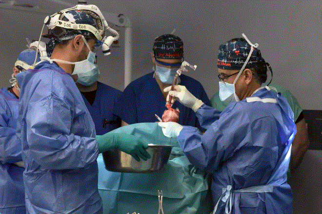 En un quirófano del Centro Médico de la Universidad de Maryland, unos cirujanos transfieren un corazón de cerdo modificado genéticamente al campo quirúrgico para su trasplante, en Baltimore, Maryland, el 20 de septiembre de 2023. (Cortesía de la Facultad de Medicina de la Universidad de Maryland)