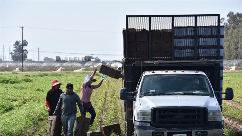 Fotografía donde aparecen unas personas mientras trabajan en un cultivo de cilantro, en Oxnard, California (EE.UU). EFE/ Iván Mejía