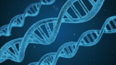 Un documento de la FDA plantea dudas sobre una nueva terapia de edición de genes