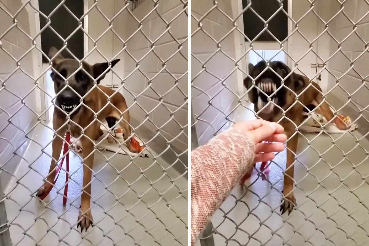 VÍDEO: Nadie podía tocar a esta perra agresiva pero una amable mujer la trató con mucho cariño