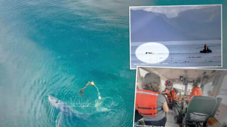 Rescatistas hallan ballena “atada” a una trampa de 350 libras en Alaska: Esto es lo que ocurrió después