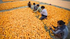 Industria prevé una subida del 28% en las importaciones de maíz amarillo en México