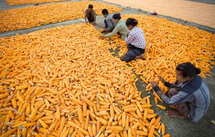 Una foto de archivo de trabajadores que preparan maíz para secar en un campo durante la cosecha. (EFE/Hein Htet)