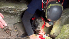 Socorristas rescatan a perro atrapado en una cueva y se enfrentan a un oso dormilón de 90 kilos