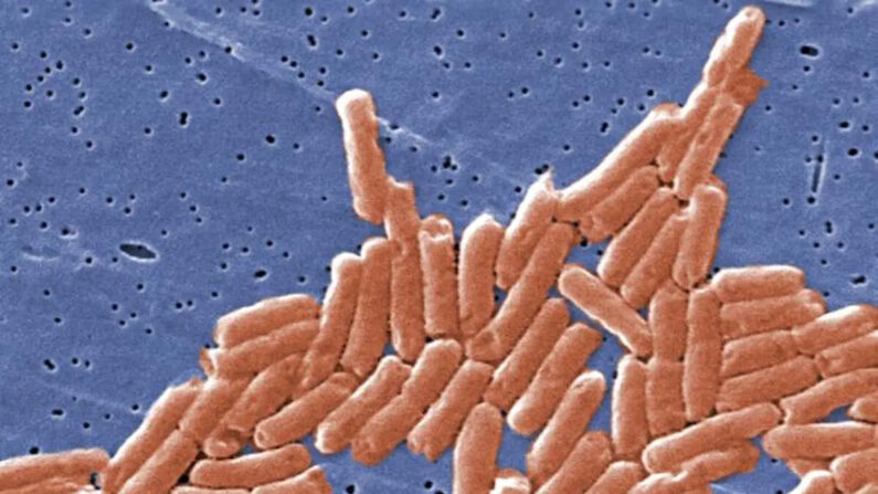El cultivo de la bacteria es la forma más fiable de diagnosticar una infección por salmonela.. (Janice Haney Carr/CDC)