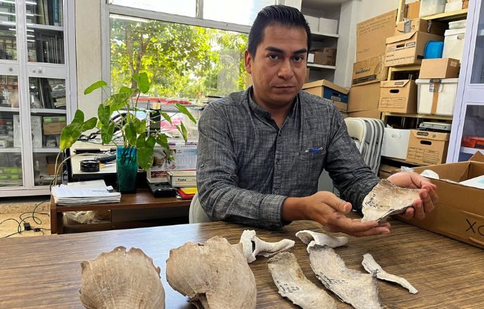 El arqueólogo Cristian Hernández González muestra varias piezas arqueológicas encontradas en un campamento prehispánico, en la ciudad de Mérida, Yucatán, el 24 de diciembre de 2023. (EFE/ Martha López Huan)
