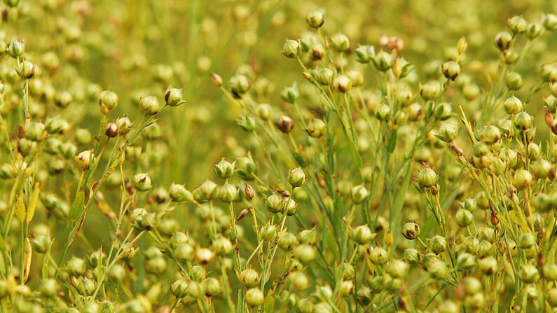 Un campo de semillas de linaza crece en las tierras bajas, el 19 de julio de 2005 al sur de Salisbury, Inglaterra. (Scott Barbour/Getty Images)