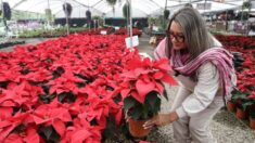 Las flores de Nochebuena llenan de alegría y color los hogares en México