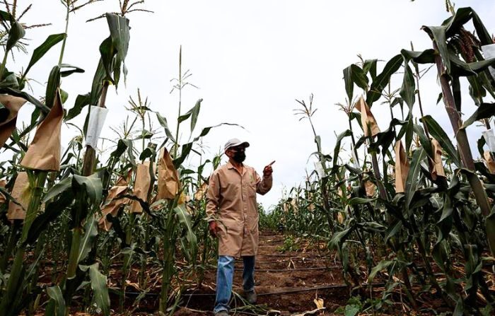 Una foto de archivo de un campesino mientras trabaja en un campo de cultivo de maíz en Texcoco, Estado de México, México. (EFE/José Méndez)