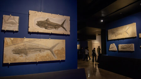 Cientos de fósiles marinos del norte de México se exhiben en el Museo del Noreste
