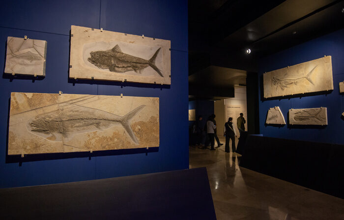 Personas visitan la exposición de fósiles marinos "Fuimos Mar" hoy, en el Museo del Noreste de la ciudad de Monterrey, México. (EFE/ Miguel Sierra)