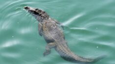 Autoridades alertan presencia de cocodrilos en playas de Ixtapa-Zihuatanejo