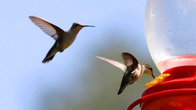 Crean santuario para proteger 27 especies de colibríes en Puebla