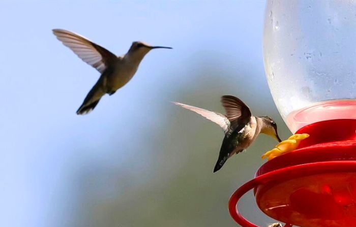  Colibríes vuelan cerca de un bebedero al interior del ‘Santuario del colibrí’, el 23 de diciembre de 2023, en la comunidad de San Francisco La Unión en el municipio de Santa Rita Tlahuapan, Puebla, México. (EFE/ Hilda Ríos)