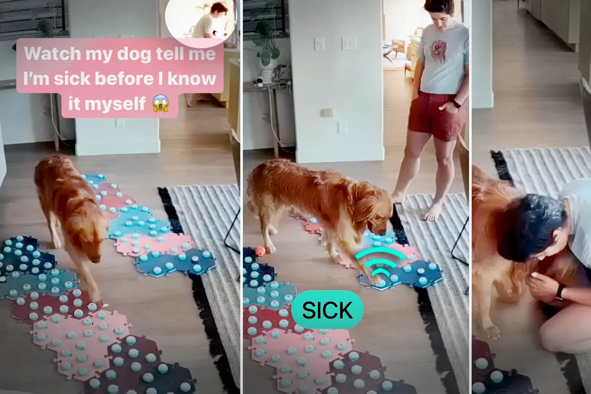 VÍDEO: Un perro avisa a su dueña que está enferma antes de que empiecen los síntomas, usa sonidos verbales