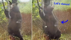 Vídeo muy gracioso: Una cámara capta a un oso «bailando» en un bosque mientras se rasca la espalda
