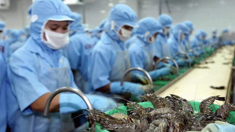 Trabajadores vietnamitas clasifican gambas en una línea de procesado de la fábrica Kim Anh Seafood Processing Factory, en la provincia meridional de Soc Trang, el 21 de febrero de 2004. (STR/AFP vía Getty Images)