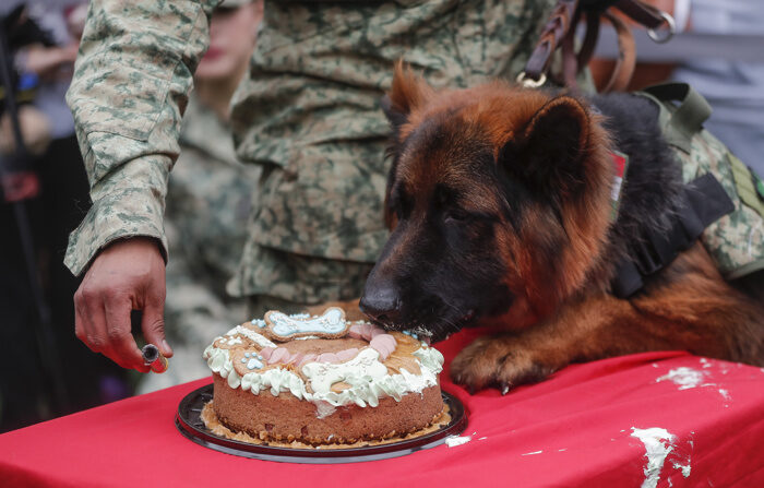 Fotografía de Arkadas, un perro pastor alemán donado por Turquía a México, durante la celebración de su primer cumpleaños este domingo, en Campo Marte en la Ciudad de México, México. (EFE/ Isaac Esquivel)