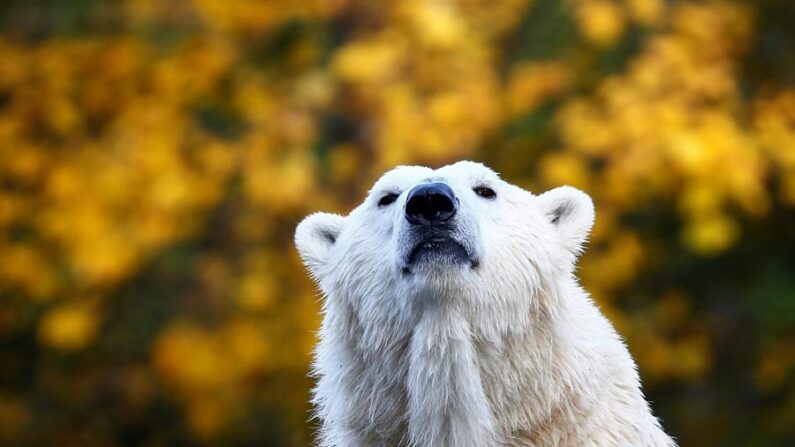 La División de Salud Ambiental de Alaska ha confirmado que las muestras de tejido recogidas de un oso polar (Ursus maritimus) en septiembre mostraban la presencia de la cepa EA H5N1 del virus de la gripe aviar. EFE/EPA/Felipe Trueba/Archivo