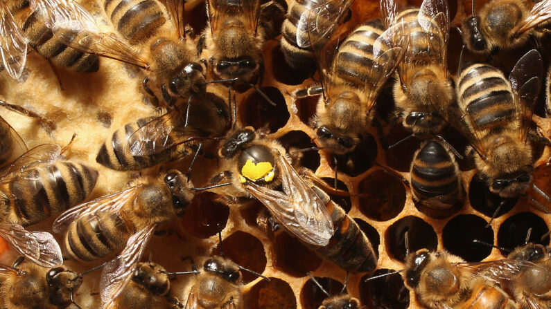 Las abejas obreras rodean a una reina, marcada con una mancha amarilla en la espalda, en una colonia del apicultor, en una fotografía de archivo. (Sean Gallup/Getty Images)