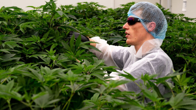 Jasper, de 27 años, gerente de cultivo, cuida de las plantas de cannabis en una instalación de producción de Hollandse Hoogtes, en Bremmel, Países Bajos, el 14 de diciembre de 2023. (NICK GAMMON/AFP vía Getty Images)