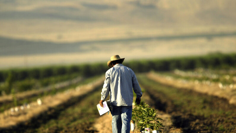 Un trabajador agrícola trabaja en el campo (David McNew/Getty Images)