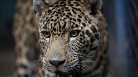 Confirman en Arizona la presencia del octavo jaguar registrado en EE.UU. en tres décadas