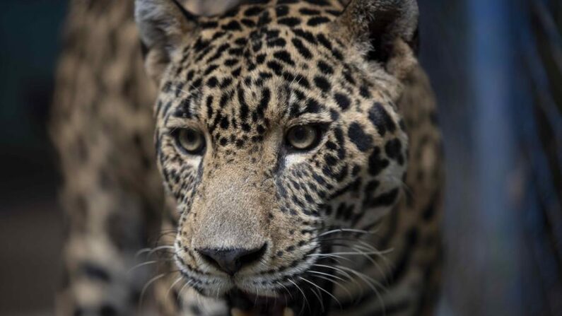Fotografía de archivo de un Jaguar (Panthera onca). EFE/ Jorge Torres
