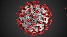 Cómo se defiende el virus de COVID del sistema inmunológico