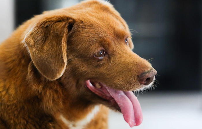 ¿Por qué Bobi perdió el Récord Guinness del perro más longevo?