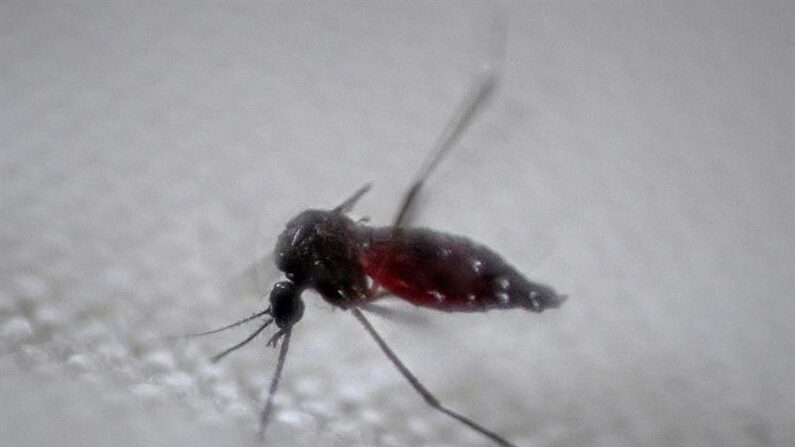 Fotografía de archivo del mosquito Aedes aegypti, transmisor del dengue. EFE/Andre Borges
