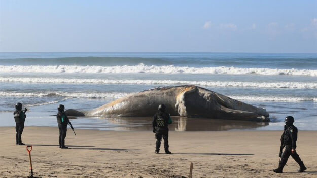 Una ballena jorobada aparece muerta en las playas mexicanas de Acapulco