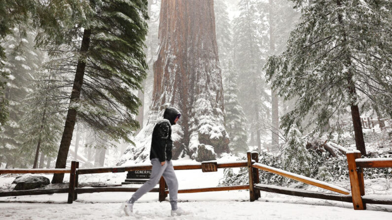 Un visitante pasa por delante del árbol General Grant mientras cae nieve en el Grant Grove de secuoyas gigantes durante una tormenta fluvial atmosférica el 01 de febrero de 2024 en el Parque Nacional Kings Canyon, California. (Mario Tama/Getty Images)