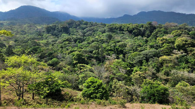 Vista del Darién (Panamá), en una fotografía de archivo. EFE/Bienvenido Velasco