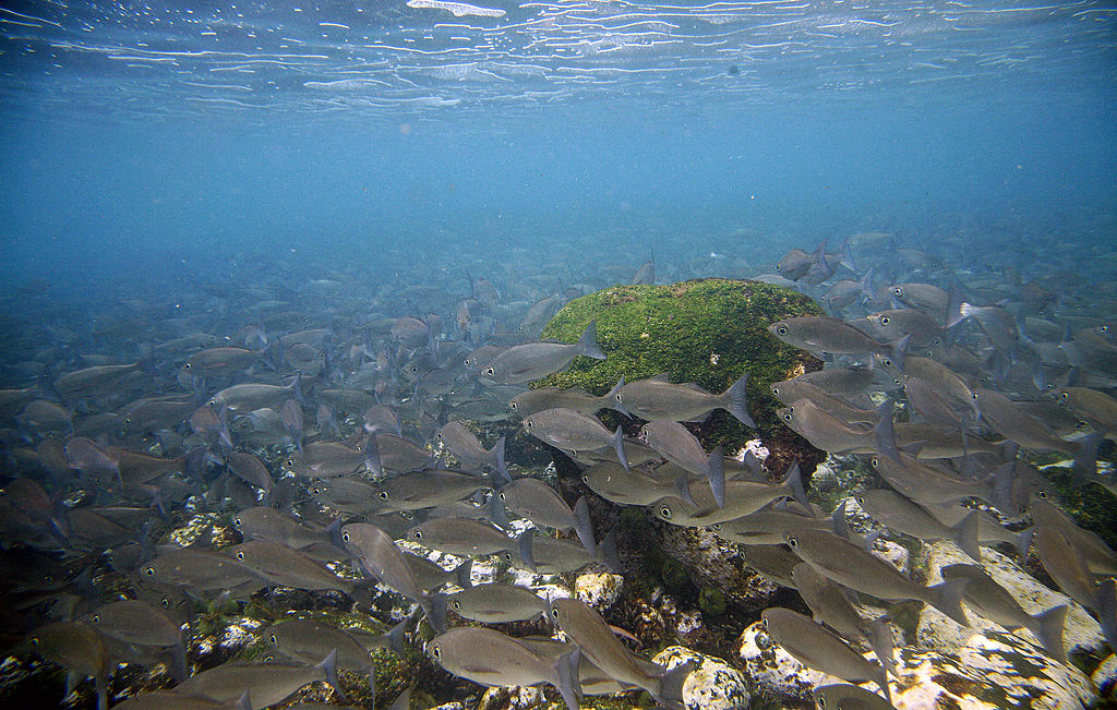 Detectan concentración récord de metales pesados en peces de la Amazonía ecuatoriana