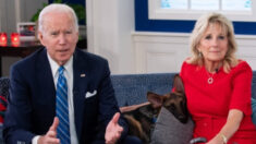 Commander, el perro de familia Biden ha mordido a agentes al menos 24 veces: documentos