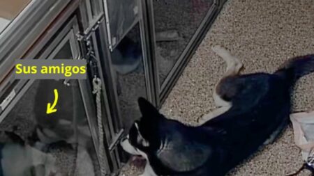 Perrito rescatado hace una fiesta e intenta liberar a sus amigos antes de ser atrapado: VIDEO
