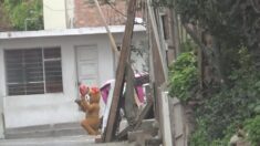 Policía se disfraza de oso gigante de San Valentín para detener a delincuente en Perú