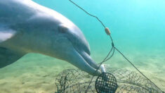 Delfines atrevidos tienen un truco genial para robar el cebo de los pescadores