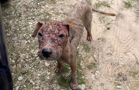 Se cree que este perro, uno de los muchos que quedaron en la frontera sur, fue quemado con aceite caliente. (Crédito de la foto: Rescate de Big Dog Ranch)