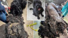 Perrito acumuló 17 libras de pelo enmarañado tras descuido de su dueño, hasta que fue rescatado